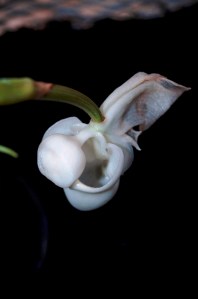 Coryanthes vasquezii orchid