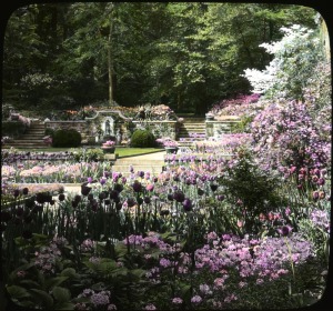 Tulips and other spring flowers at the Henry Francis du Pont Winterthur Museum and Gardens, circa 1930. Collection of the Archives of American Gardens. 