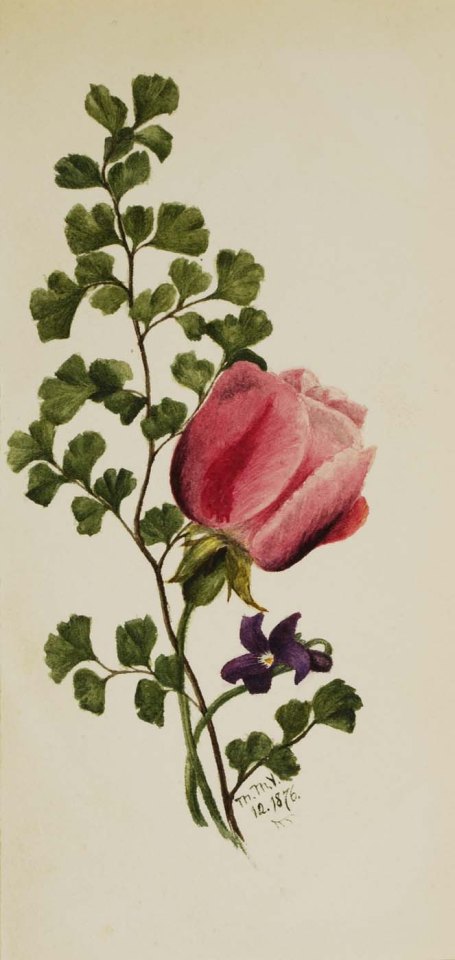 Mary Vaux Walcott, Pink Rose with Violet, watercolor on paper, 1876. Image courtesy of the Smithsonian American Art Museum. 