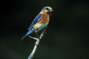 Eastern Bluebird. Photo Courtesy of U.S. Fish and Wildlife Service. Dave Menke, photographer.