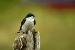 Tree Swallow. Image courtesy of the 