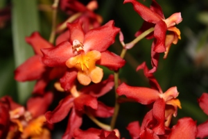 Oncidium Red Stars 'Rooster' 