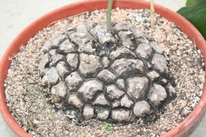 Dioscorea mexicana