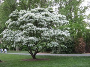 White Fringe Tree (Chionanthus virginicus)