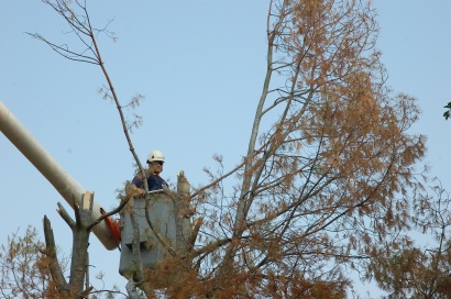 Removing the top third of the tree.