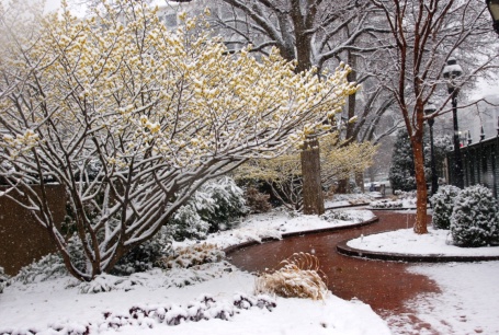 Ripley Garden wit ha dusting of snow on February 25, 2014.