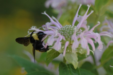 A bumble bee (bombus sp) foraging