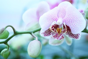 Phalaenopsis Merlot Mist 'Cascade' orchid