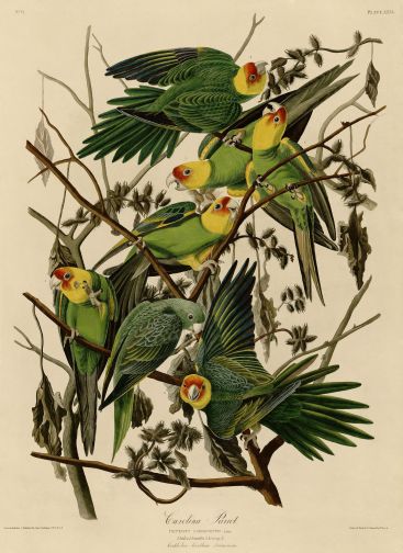 Carolina Parakeet by Audubon 