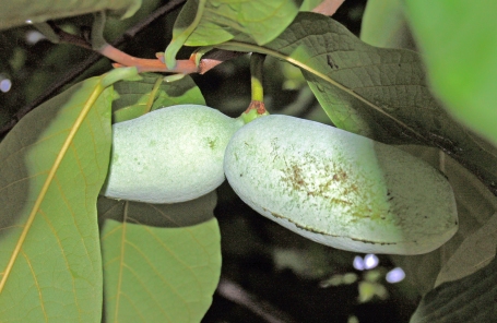 Pawpaw tree fruit