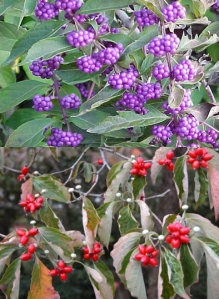 American beautyberry and flowering dogwood