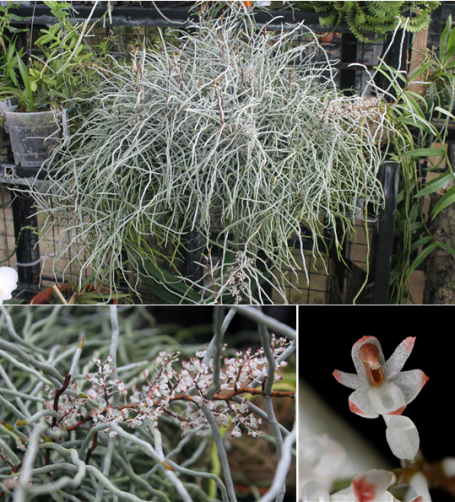 Top: Solenangis aphylla, Bottom Left: Flower cluster, Bottom Right: Flower detail; photo courtesy of Bryan Ramsay