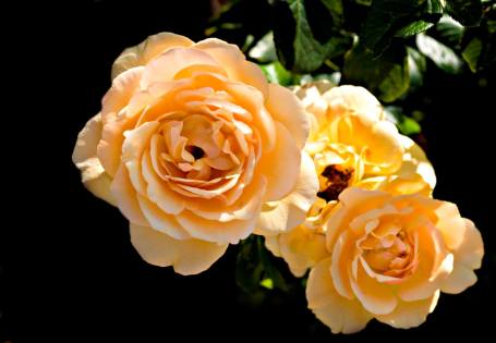 'Amber Queen' rose