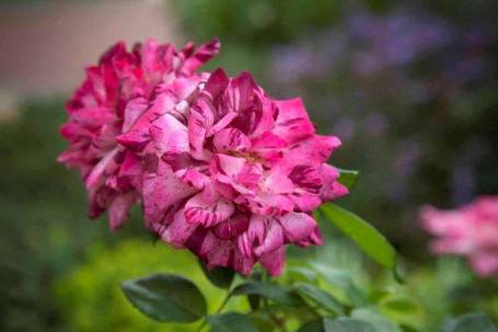 'Purple Tiger' rose