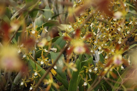 A clustering of Encyclia oncidioides behind Encyclia Cindy.
