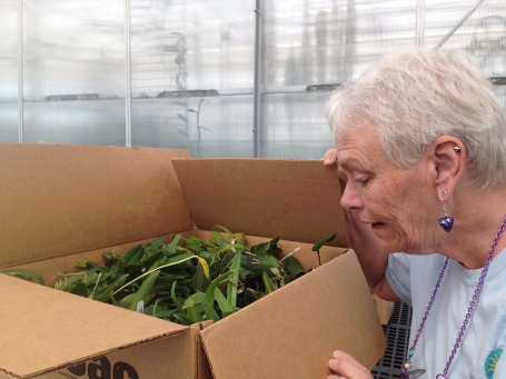 Anne, a Smithsonian Gardens volunteer, assists Emily and the other greenhouse staff unpack boxes of donated orchids.
