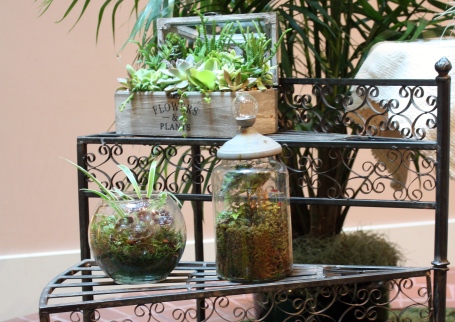 Assorted terrariums