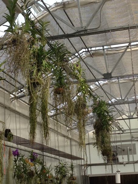 Vandas hanging in one of Smithsonian Gardens' orchid greenhouses.