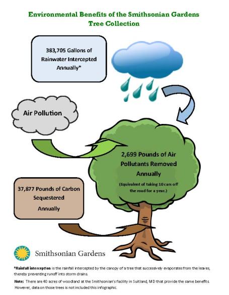 tree-collection-benefits-infographic